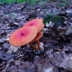 Meet your Posher, Lexi